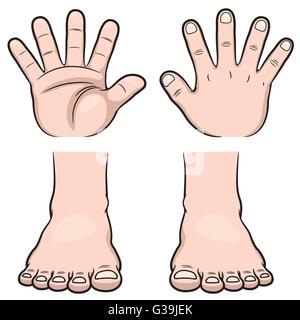 Vector illustration de mains et pieds Illustration de Vecteur