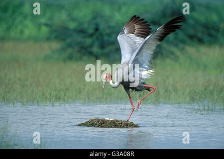 L'image de sarus Crane Grus antigone ( )a été tourné en keoladev national park, Bharatpur, Inde Banque D'Images