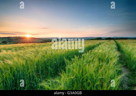 Magnifique coucher de soleil sur un champ d'orge déménagement dans la brise dans la campagne des Cornouailles Banque D'Images