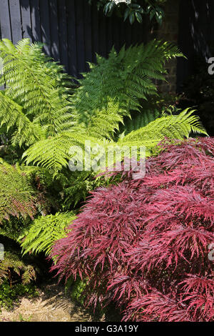 Coin d'un jardin arrière Londres isolée dotée de grandes fougères et Red Maple Bush Banque D'Images