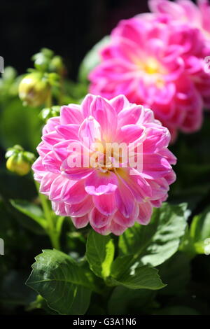 Vue rapprochée de Dahlia rose Dahietta "Louise" des fleurs dans un jardin de Londres. Feuilles et montre un fond sombre sur une journée ensoleillée Banque D'Images