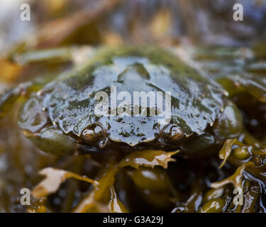 Crabe vert, Carcinus maenas ; algues ; rockpool, Cornwall, UK Banque D'Images