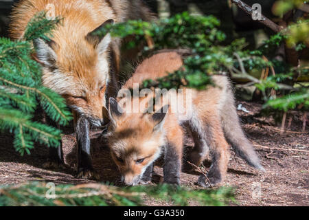 Red Fox Mère et son chiot Banque D'Images