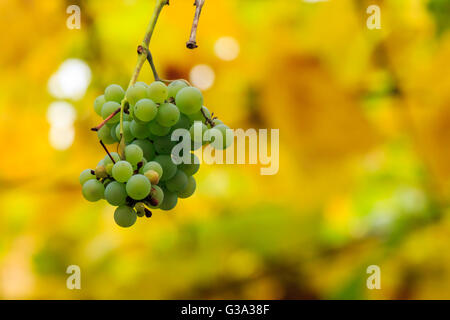 Bouquet de raisins blancs accrochés sur une vigne dans le vignoble résumé arrière-plan flou Banque D'Images