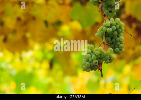 Bouquet de raisins blancs accrochés sur une vigne dans le vignoble résumé arrière-plan flou Banque D'Images