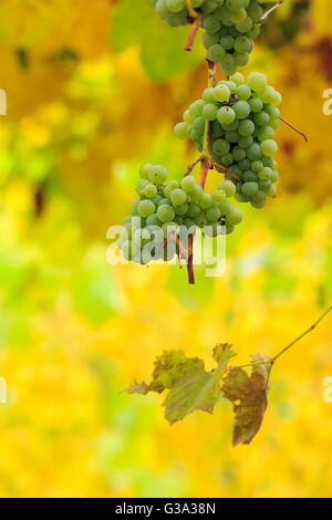 Bouquet de raisins blancs accrochés sur une vigne dans le vignoble résumé arrière-plan flou Banque D'Images