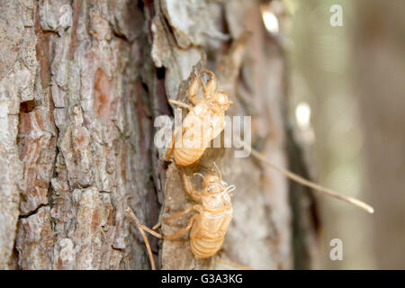 L'Balm-Cricket exuvie sur un tronc d'arbre Banque D'Images