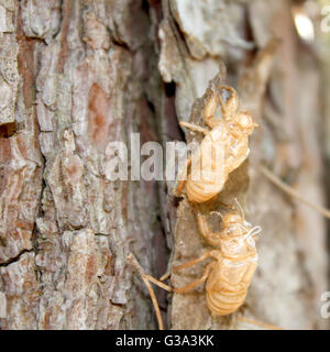 L'Balm-Cricket exuvie sur un tronc d'arbre Banque D'Images