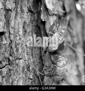 L'Balm-Cricket exuvie sur un tronc d'arbre Banque D'Images