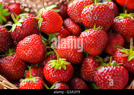 Très belle arrière-plan avec des fraises fraîches dans un panier en osier en forme de coeur en osier Banque D'Images