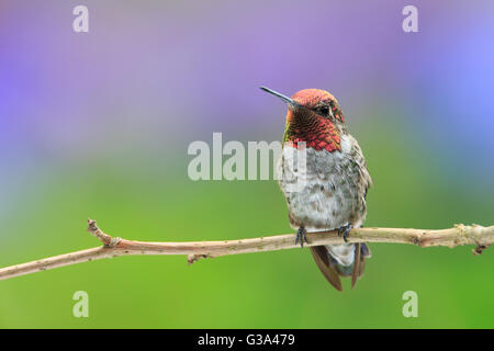 Anna's Hummingbird mâle perché sur une branche Banque D'Images