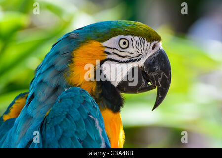 Macaw parrot portrait Banque D'Images