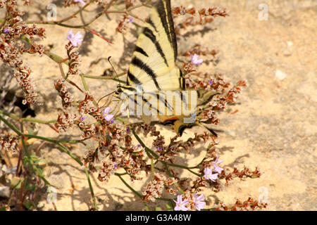 Swallowtail papillon blanc sur une plante Banque D'Images