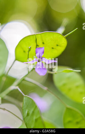 Silver dollars fleur avec green seeds Banque D'Images