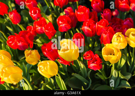 Libre coup de belle couleur rouge et jaune tulipes dans un jardin de tulipes Banque D'Images