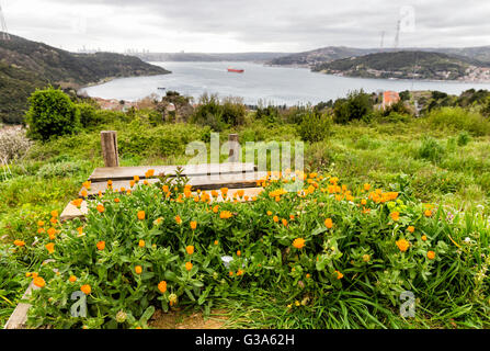 Vue sur le Bosphore à Istanbul à partir de la haute colline de l'Anadolu Kavagi fleurs orange avec un avant-plan Banque D'Images
