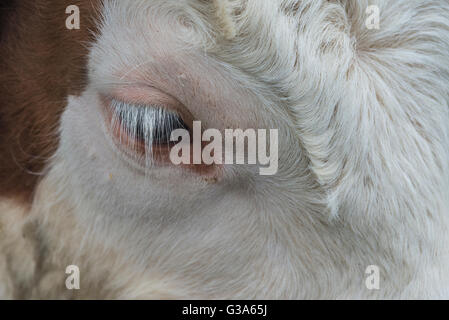 Tête portrait d'un marron-blanc Hereford face Bullock Banque D'Images