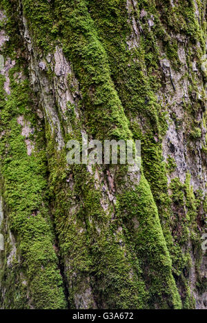 Moss sur l'écorce d'arbre tordu Banque D'Images