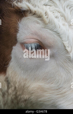 Tête portrait d'un marron-blanc Hereford face Bullock Banque D'Images