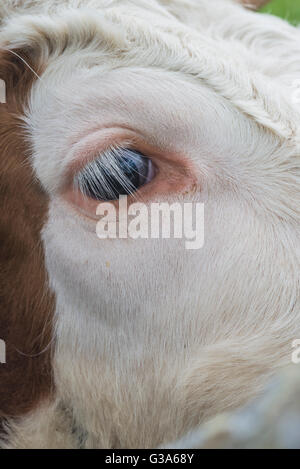 Tête portrait d'un marron-blanc Hereford face Bullock Banque D'Images