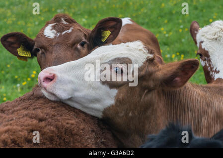 Tête portrait d'un marron-blanc Hereford face Bullock Banque D'Images