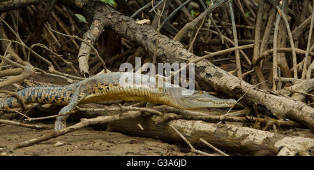 Sauts sur un crocodile en bois Bandar Seri Begawan Brunei, Bornéo Banque D'Images