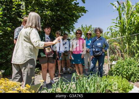 Les gens visiter le jardin de la communauté agricole de Pickering à Issaquah, Washington, USA. Indiqués sont les oignons, les herbes et le maïs dans un terrain clos i Banque D'Images