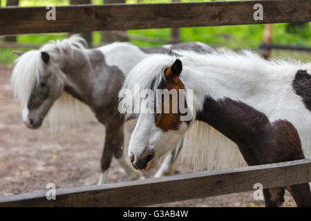 Poneys de pur-sang dans le paddock à la ferme Banque D'Images