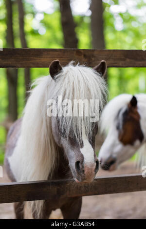 Poneys de pur-sang dans le paddock à la ferme Banque D'Images