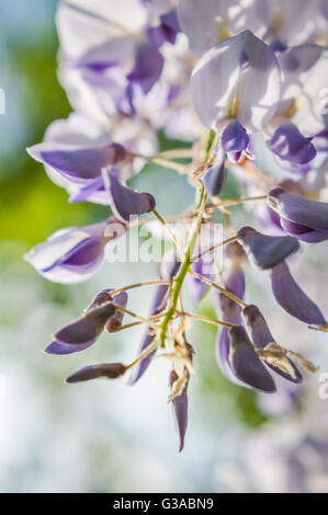 Les bourgeons et fleurs de glycine Banque D'Images