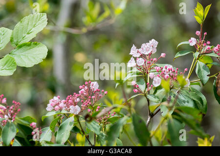 Mountain Laurel rose ouverture au printemps dans une forêt de montagne Banque D'Images