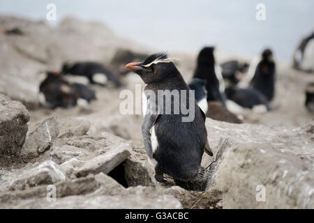 Rockhopper Penguin (Eudyptes chrysocome), îles Falkland, le sud de l'Océan Atlantique Banque D'Images