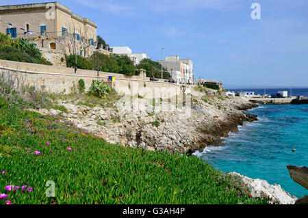 Côte de Levanzo, Hottentots Carpobrotus edulis, fig, fleurs, Levanzo, Sicile, Italie, Europe, Banque D'Images