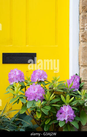 Rhododendron en pot à l'extérieur de la porte du chalet jaune. Bampton, Oxfordshire, Angleterre Banque D'Images