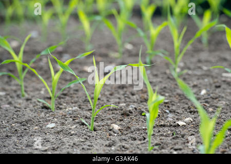 Le maïs. Les jeunes Maïs doux 'swift' plantes dans un jardin potager, selective focus Banque D'Images