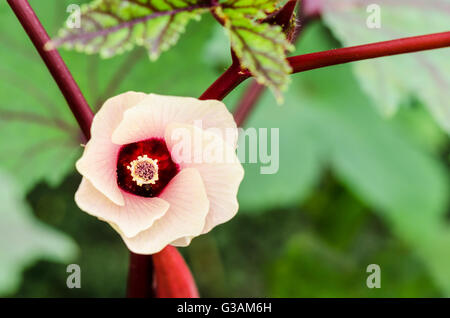 Fleur Fleur rose sur l'arbre de la Jamaïque oseille ou Hibiscus sabdariffa en Thaïlande Banque D'Images