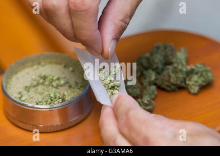 Un homme roule un joint de cannabis à Montréal, août 2014. photo Graham Hughes/Freelance Banque D'Images