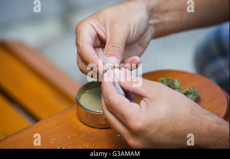Un homme roule un joint de cannabis à Montréal, août 2014. photo Graham Hughes/Freelance Banque D'Images