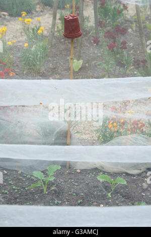 Cache-pots sur les cannes de bambou holding up filets protecteurs dans un jardin potager Banque D'Images