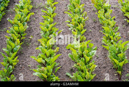 Les jeunes plants de betterave dans les rangées plantées dans un jardin potager Banque D'Images