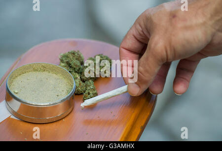 Un homme prend un joint de cannabis à Montréal, août 2014. photo Graham Hughes/Freelance Banque D'Images