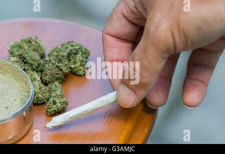 Un homme prend un joint de cannabis à Montréal, août 2014. photo Graham Hughes/Freelance Banque D'Images