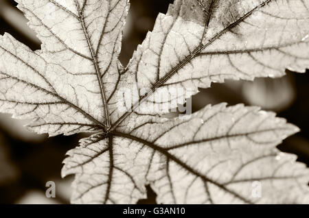 Feuille texture Gros plan sur deux tons noir et blanc de la Jamaïque oseille ou Hibiscus Sabdariffa pour le fond Banque D'Images