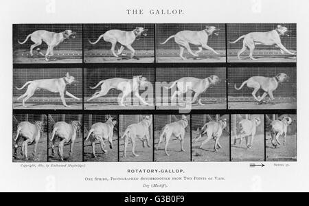 (Chien mastiff) - une galopante stride photographiés de façon synchrone de deux points de vue Date : 1880 Banque D'Images