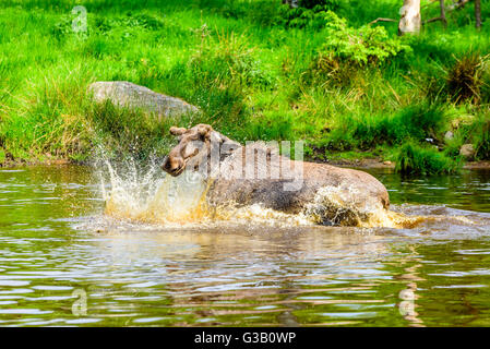 L'orignal (Alces alces). Un taureau a un moment ludique autour d'éclabousser dans la forêt du lac. Banque D'Images