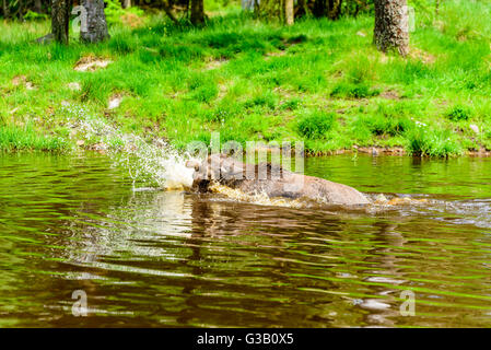 L'orignal (Alces alces). Un taureau a un moment ludique autour d'éclabousser dans la forêt du lac. Banque D'Images