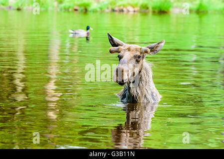 L'orignal (Alces alces). Un taureau est debout dans la forêt du lac. Seule la tête est bloqué jusqu'à partir de l'eau et il vous regarde Banque D'Images