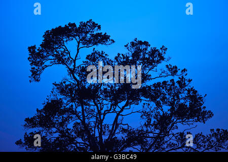 Silhouette d'arbre de l'aapico 'au crépuscule, le Nature Conservancy, préserver, Honomalino Hema Kona, Kona, Hawaii Island du Sud Banque D'Images