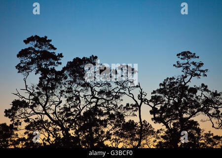 Des silhouettes d'arbres de l'aapico 'au crépuscule, le Nature Conservancy, préserver, Honomalino Hema Kona, Kona, Hawaii Island du Sud Banque D'Images