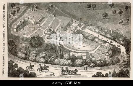 Regent's Park, Londres : une vue des jardins de la Société Zoologique, qui ont été ouverts aux boursiers de la société en 1828, et est devenu une attraction populaire. Date : vers 1837 Banque D'Images